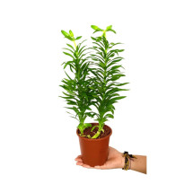 Lilium M13