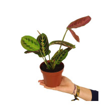Maranta Leuconeura Tricolor M12