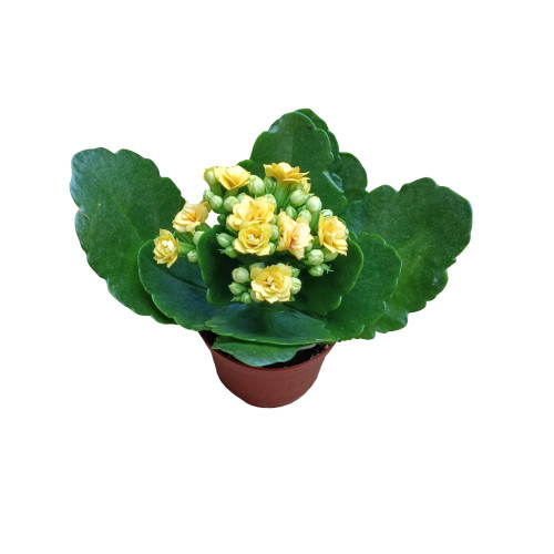 Mini Kalanchoe De Flor Amarilla Planta Suculenta &Oslash;6