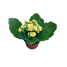 Mini Kalanchoe De Flor Amarilla Planta Suculenta Ø6