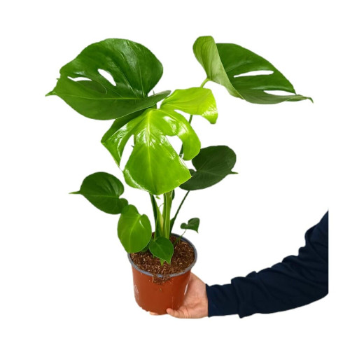 Monstera Deliciosa M17 70cm (costilla De Ad&aacute;n)