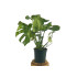 Monstera Deliciosa M17 70cm (costilla De Ad&aacute;n)