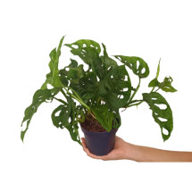 Monstera Obliqua M12