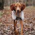 Non-stop Dogwear Chubasquero Impermeable Gris para perros