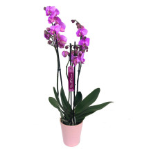 Orquidea Phalaenopsis Blaning-ton 2/3 Tallos M12 70cm