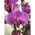 Orquidea Phalaenopsis Blaning-ton 2/3 Tallos M12 70cm