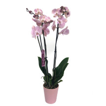 Orquidea Phalaenopsis Jolie 2/3 Tallos M12 70cm