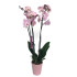 Orquidea Phalaenopsis Jolie 2/3 Tallos M12 70cm