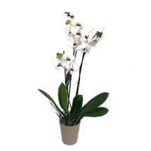 Orquidea Phalaenopsis Prince 2/3 Tallos M12 70cm