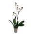 Orquidea Phalaenopsis Prince 2/3 Tallos M12 70cm