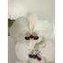 Orquidea Phalaenopsis Prince 2/3 Tallos M12 70cm
