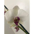 Orquidea Phalaenopsis Red Eye 2/3 Tallos M12 70cm