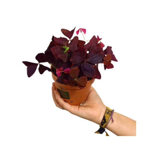 Oxalis Triangularis M12