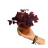Oxalis Triangularis M12