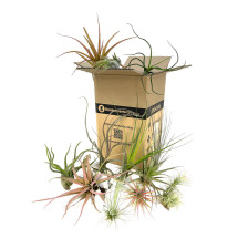 Pack 15 Tillandsias Variadas