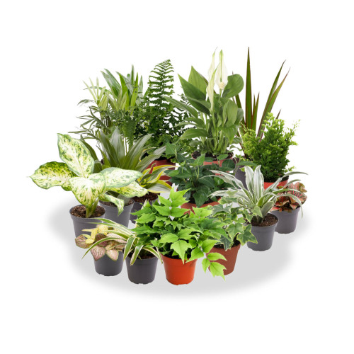 Pack De 10 Plantas De Interior M9