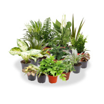 Pack De 10 Plantas De Interior M9
