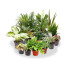 Pack De 10 Plantas De Interior M9