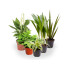 Pack De 10 Plantas De Interior M9