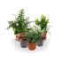Pack De 10 Plantas De Interior M9