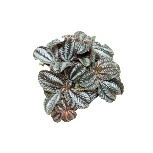 Pilea Norfolk &Oslash;8 Planta De Interior Hoja Negra