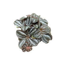Pilea Norfolk Ø8 Planta De Interior Hoja Negra