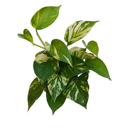 Planta De Interior Potho &Oslash;12 Colgante
