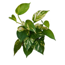 Planta De Interior Potho Ø12 Colgante