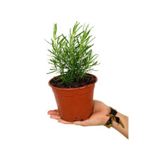 Romero Officinalis M13