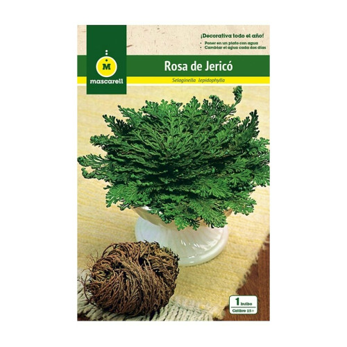 Rosa De Jeric&oacute;