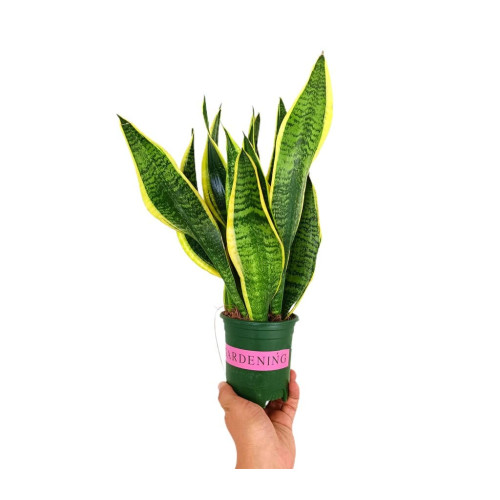 Sansevieria Futura Superba M12 30cm (lengua De Suegra)