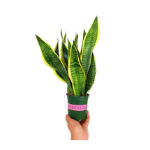 Sansevieria Futura Superba M12 30cm (lengua De Suegra)