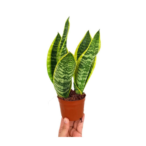 Sansevieria Futura Superba M9 (lengua De Suegra)