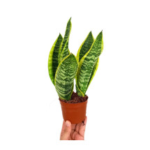 Sansevieria Futura Superba M9 (lengua De Suegra)
