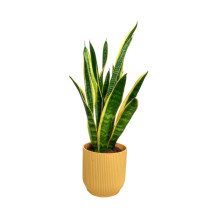 Sansevieria Laurenti M14 45cm (lengua De Suegra)