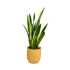 Sansevieria Laurenti M14 45cm (lengua De Suegra)