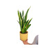 Sansevieria Laurenti M14 45cm (lengua De Suegra)