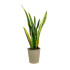 Sansevieria Laurenti M14 45cm (lengua De Suegra)