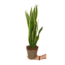 Sansevieria Laurentii M17 65cm (lengua De Suegra)