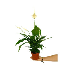 Spathiphyllum M13 50cm (cuna De Moisés)