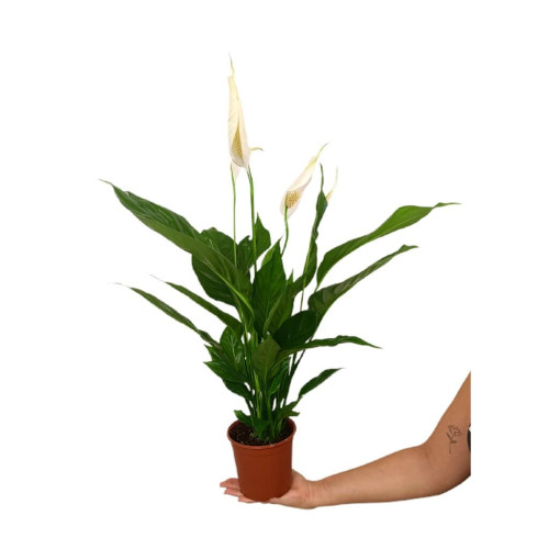 Spathiphyllum M14 50cm
