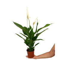 Spathiphyllum M14 50cm