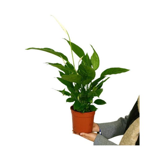 Spathiphyllum M17 60cm (cuna De Mois&eacute;s)