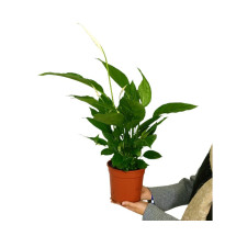 Spathiphyllum M17 60cm (cuna De Moisés)