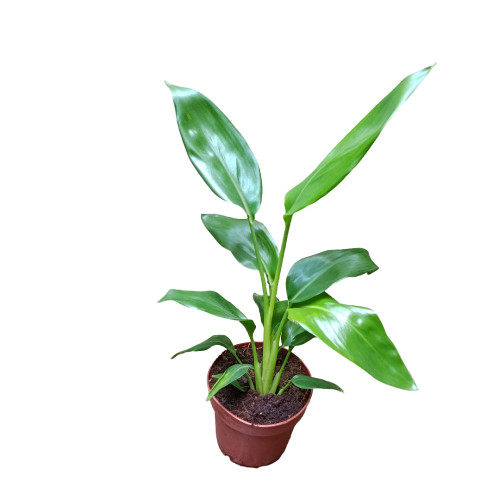 Strelitzia Reginae &Oslash;12 Planta Ave Del Paraiso