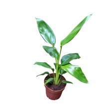 Strelitzia Reginae Ø12 Planta Ave Del Paraiso