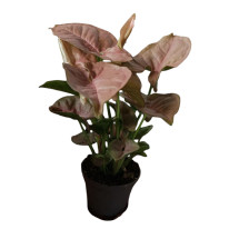 Syngonium Red Heart Planta De Interior Mini Ø6