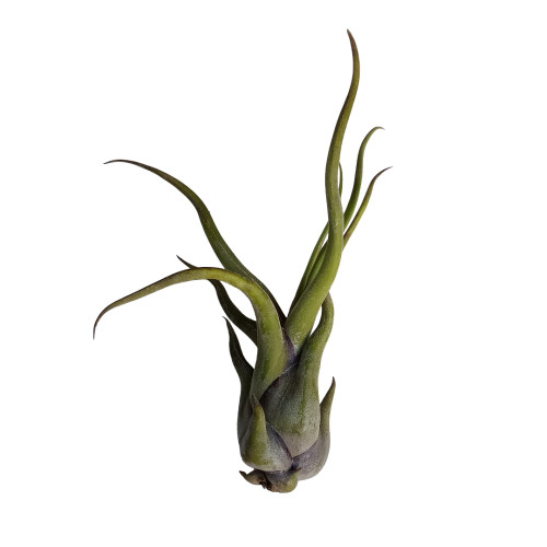 Tillandsia Medusa Clavel Del Aire Tillandsias