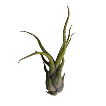 Tillandsia Medusa Clavel Del Aire Tillandsias