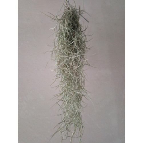 Tillandsia Usneoides 50 Cm Clavel Aire Barba Viejo